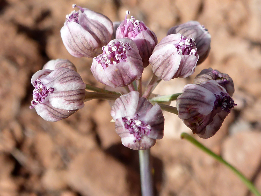 Purple flowers