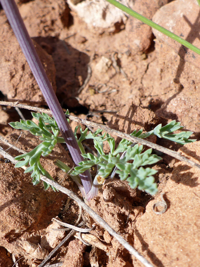 Basal leaves