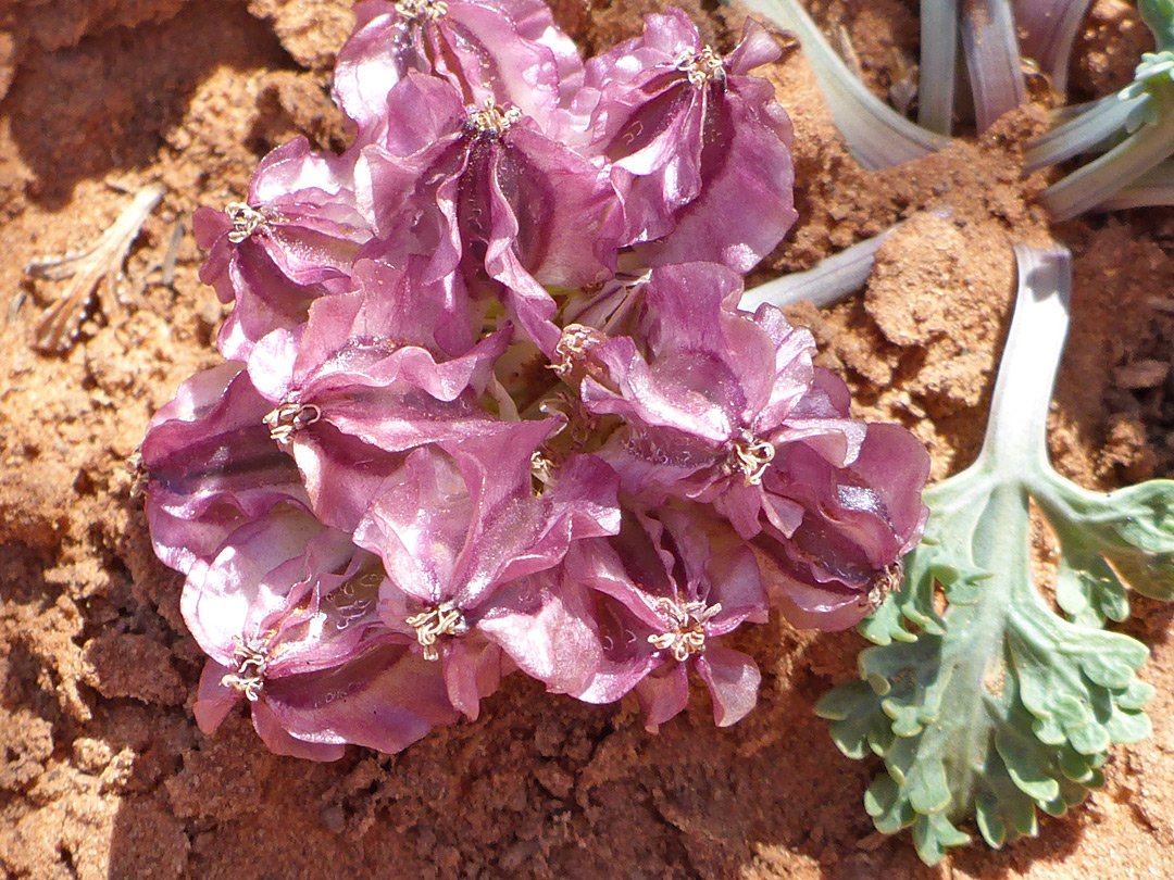 Purplish fruits