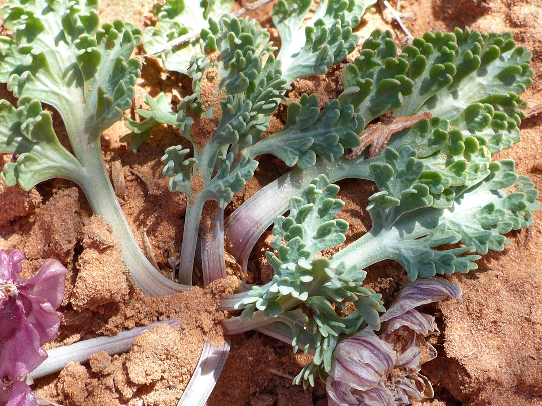 Flatted petioles