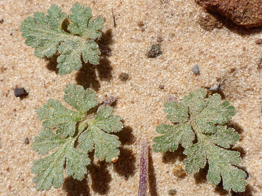 Lobed leaves