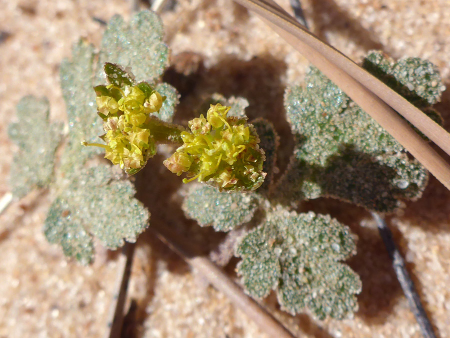 Leaves and flowers