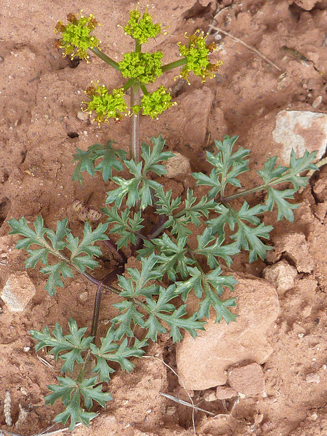 Purple spring parsley