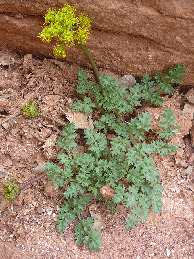 Flowers and leaves