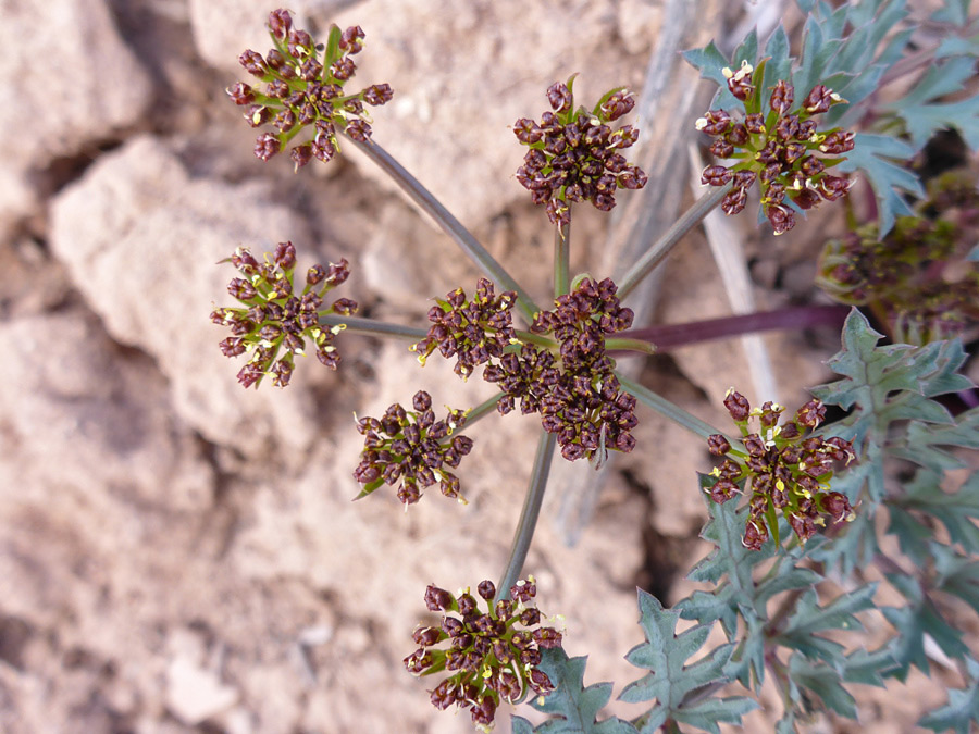 Withered flowers