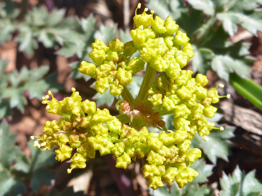 Flat-topped cluster