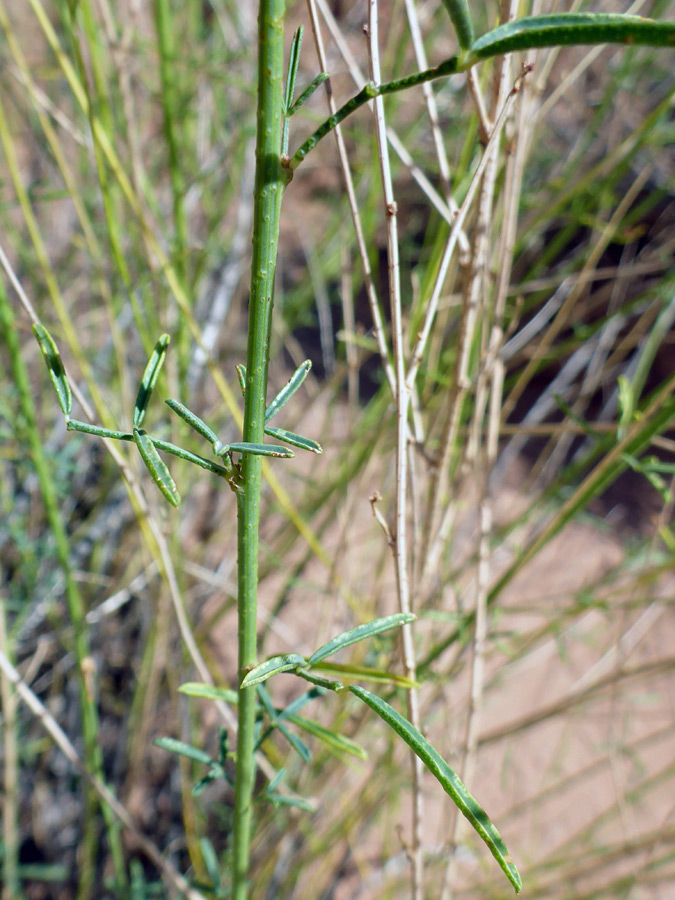 Stem leaves