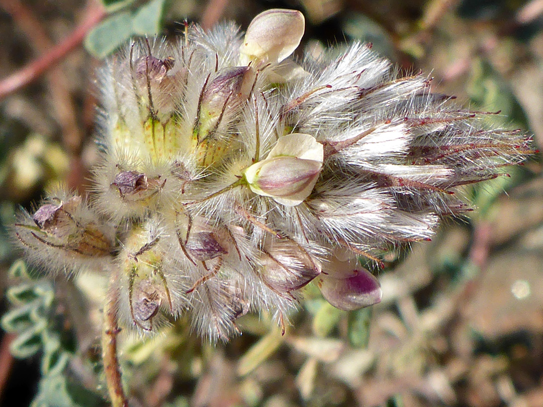 Inflorescence