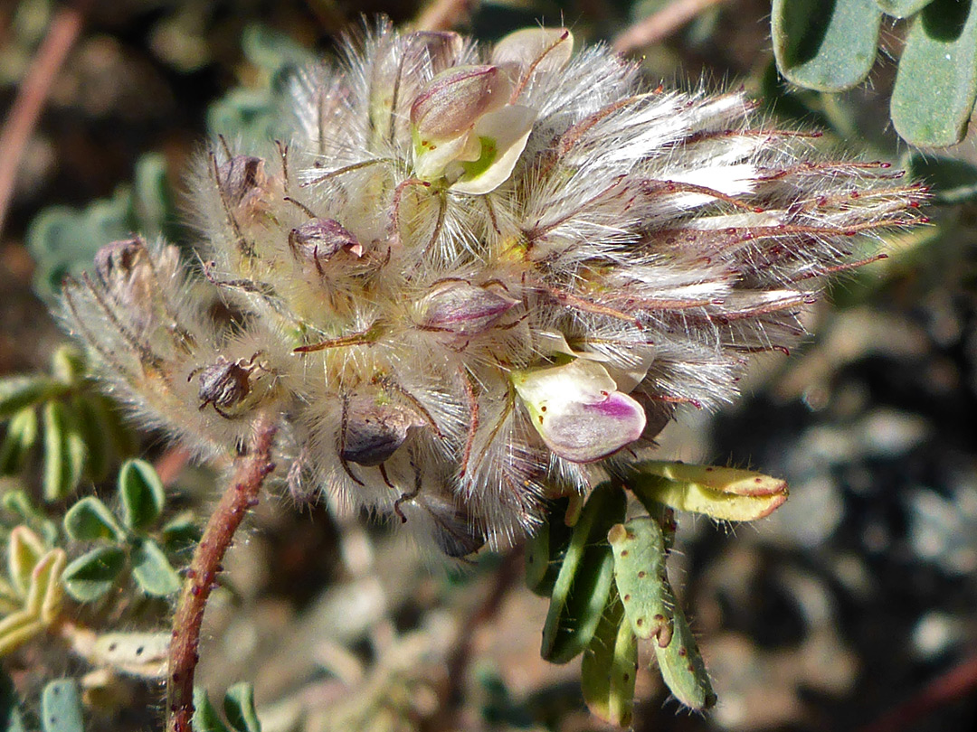 Flowers and hairy bracts