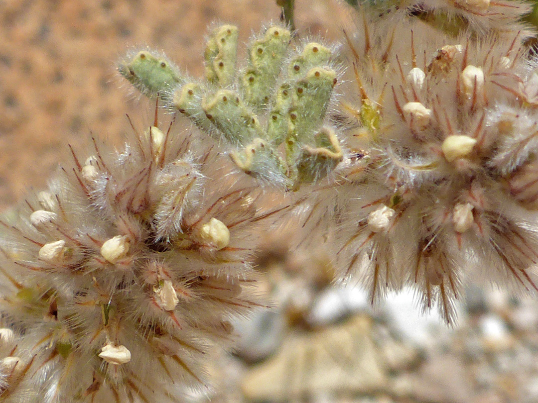 Two flower clusters