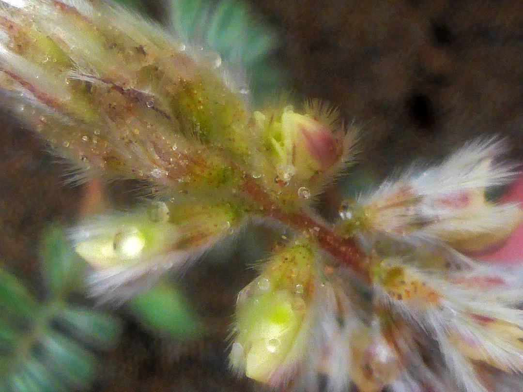Hairy calyces