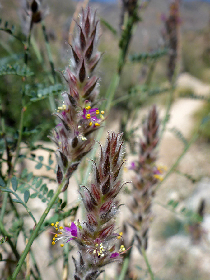 Two flower clusters