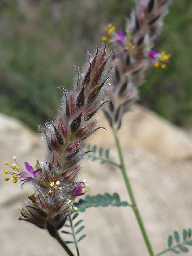 Vertical inflorescence