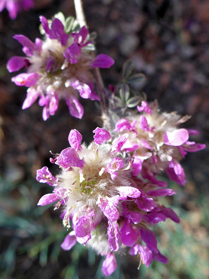 Withering pink petals