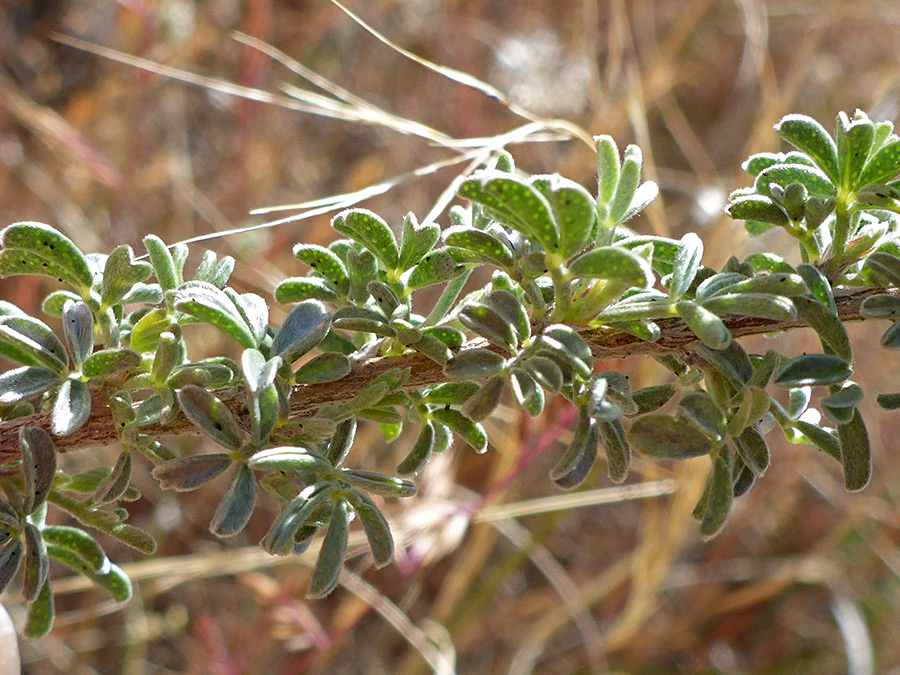 Stem and leaves