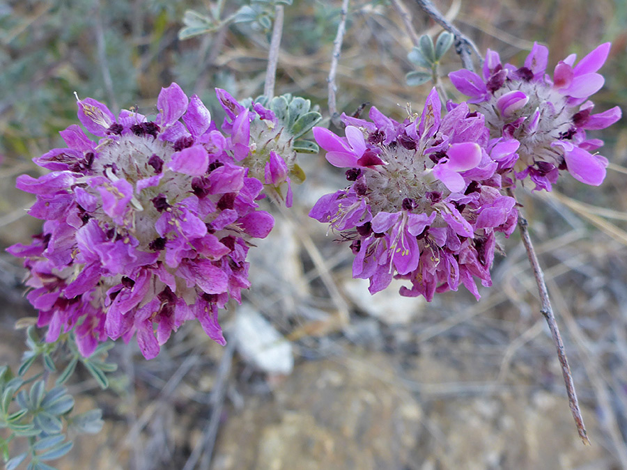 Spherical flower clusters