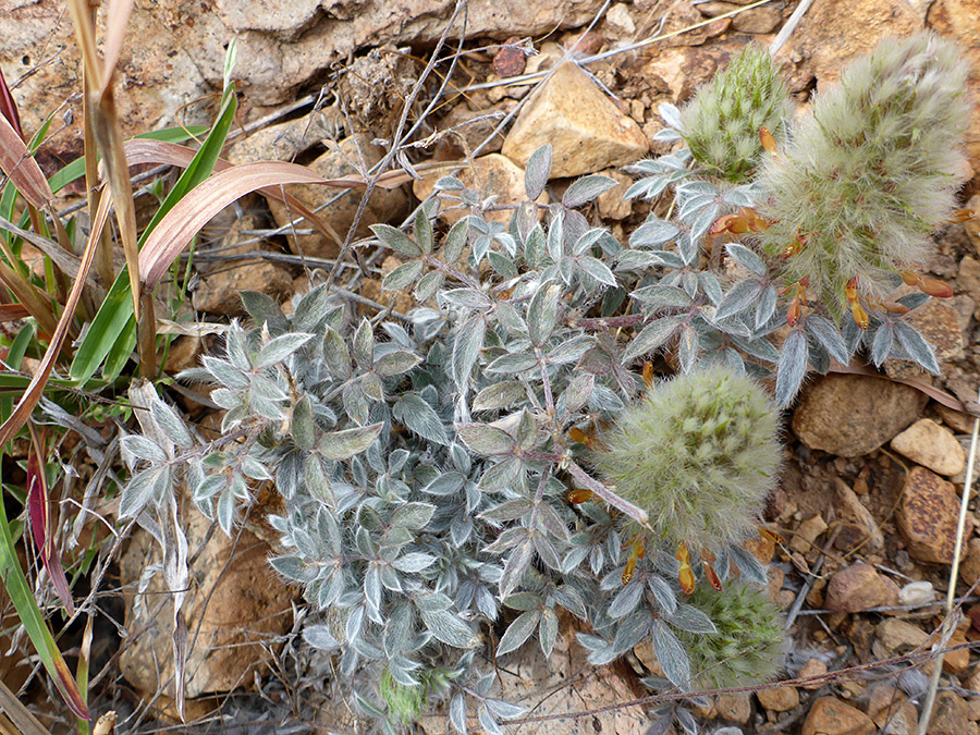 Greyish leaves