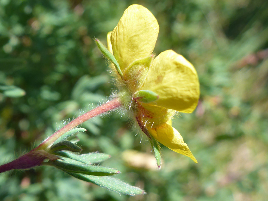 Flower and upper stem leaf