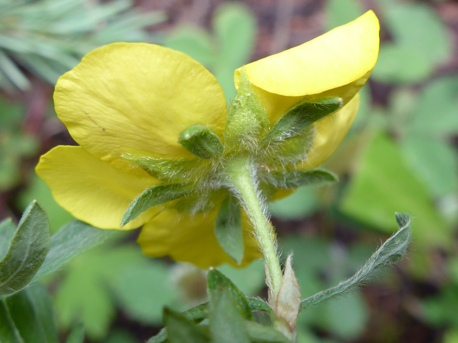 Hairy sepals and bractlets