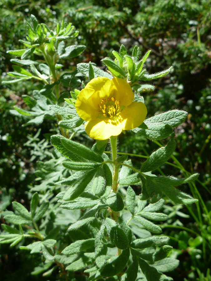 Stem and leaves