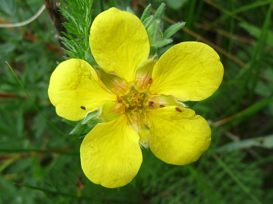 Flower starting to wither