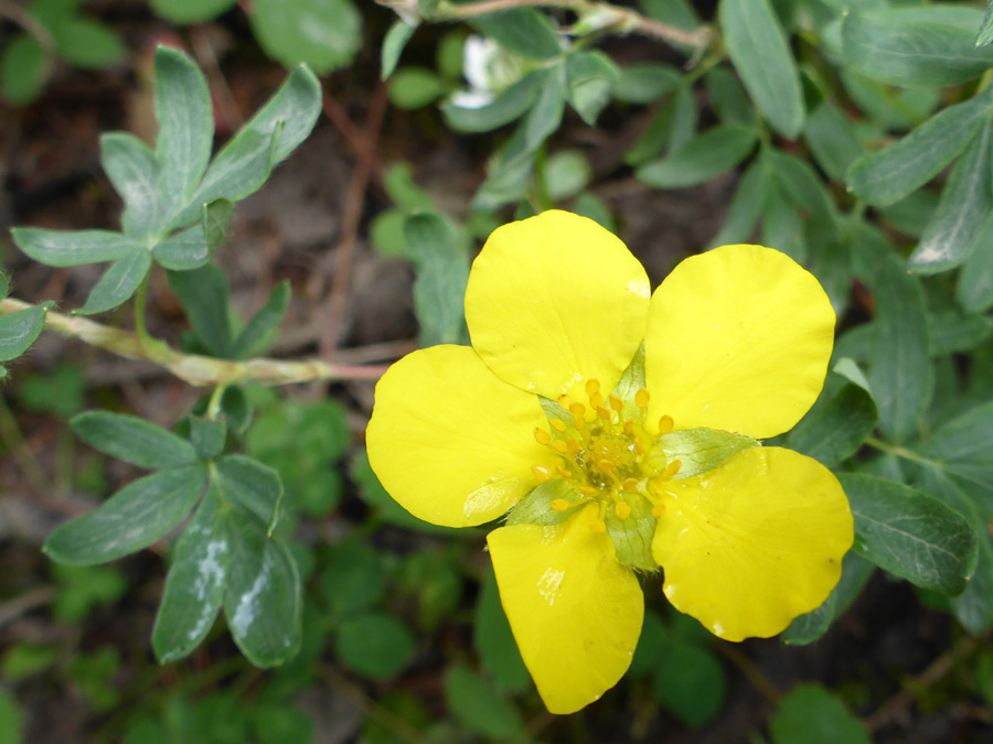 Flower and leaves