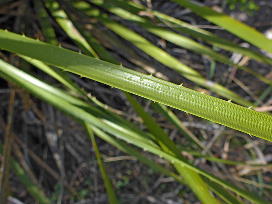 Leaf