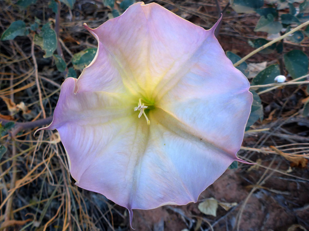 Pinkish flower