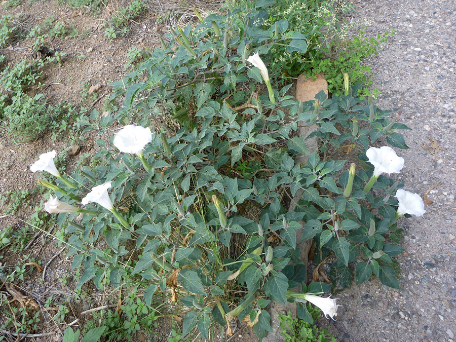 Typical plant