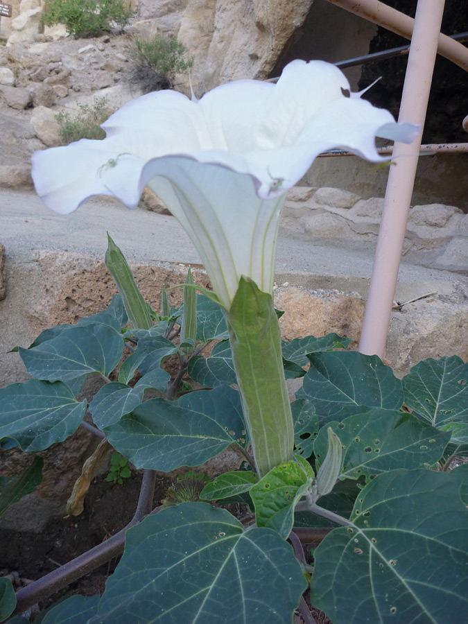 Side of a flower