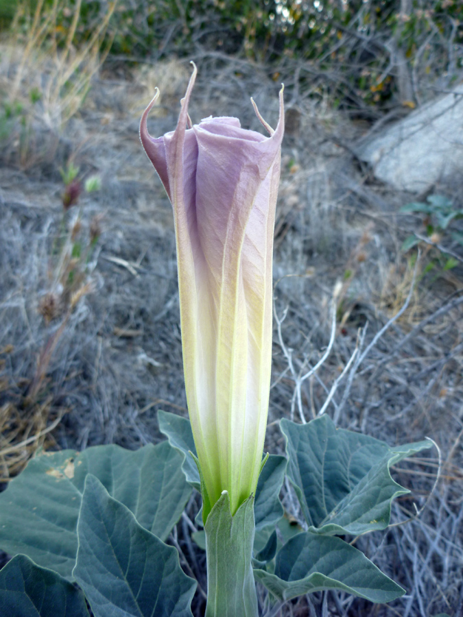 Bud - side view