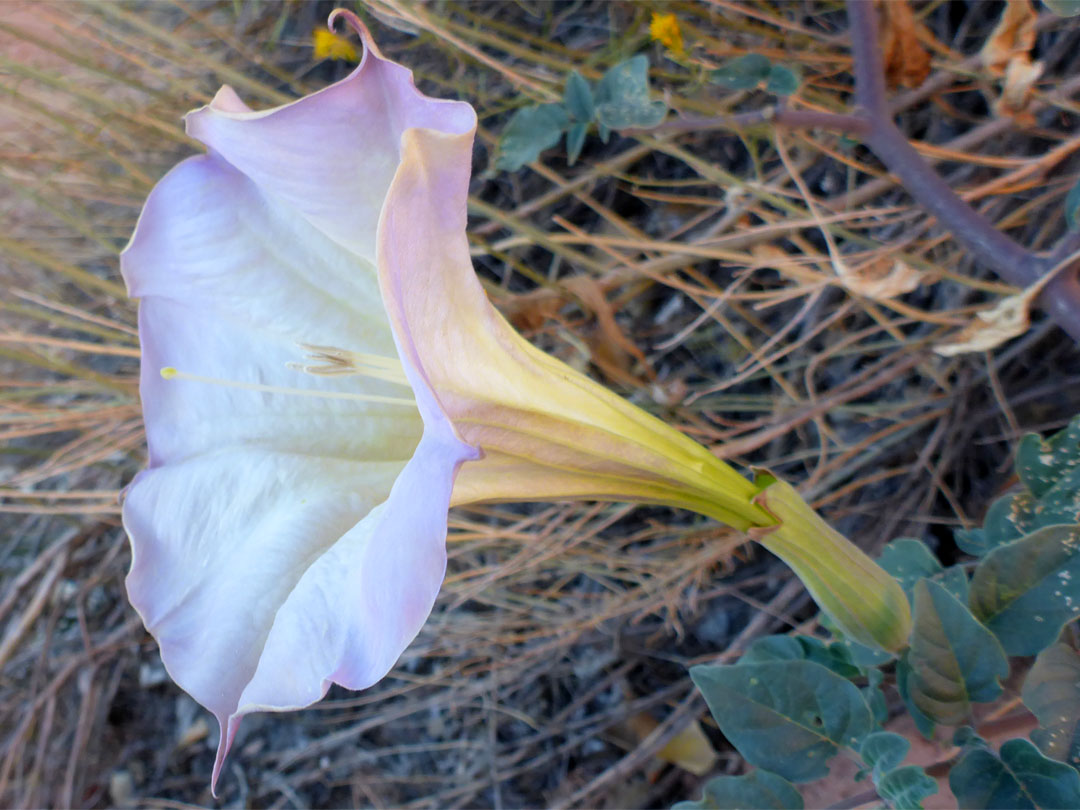 Trumpet-shaped flower