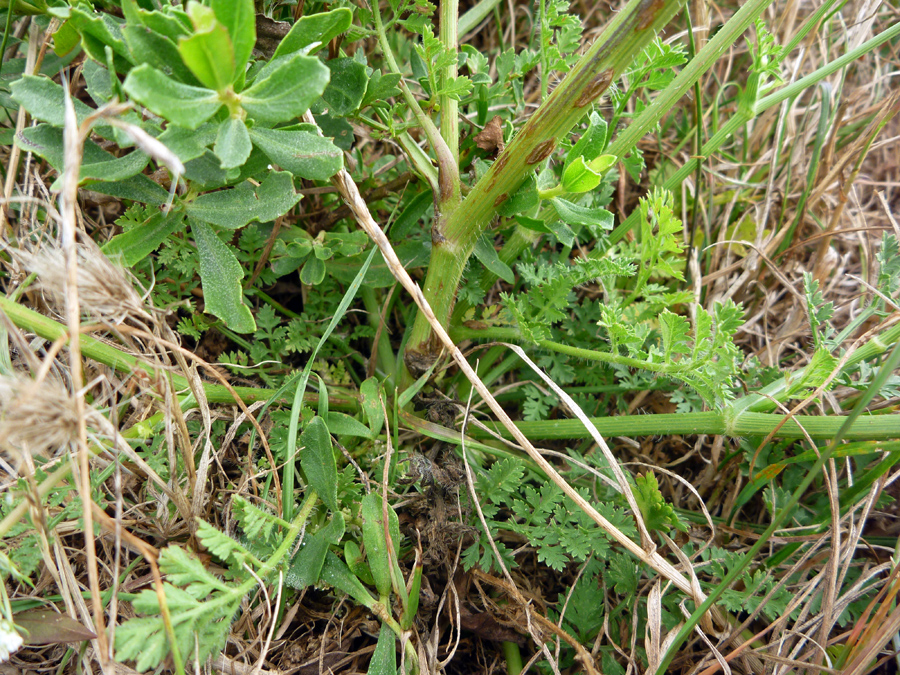 Carrot-like leaves