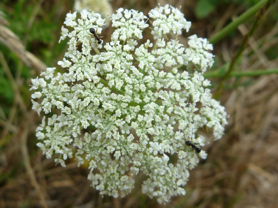 Flat-topped inflorescence