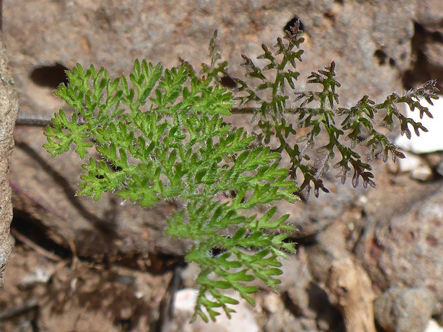 Finely divided leaf