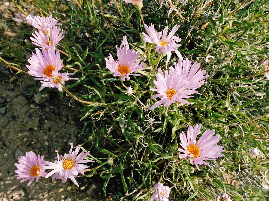 Group of flowers