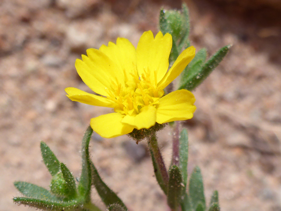 Yellow flowerhead