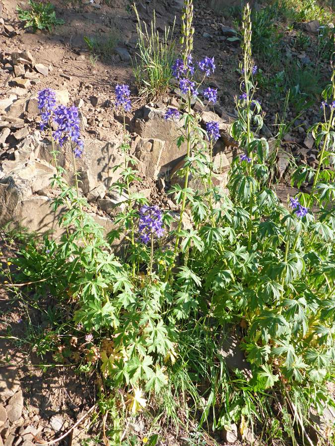 Flowering stems