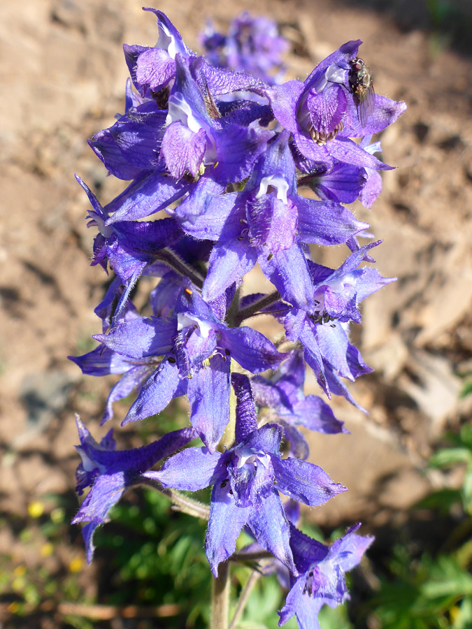 Bluish-purple flowers