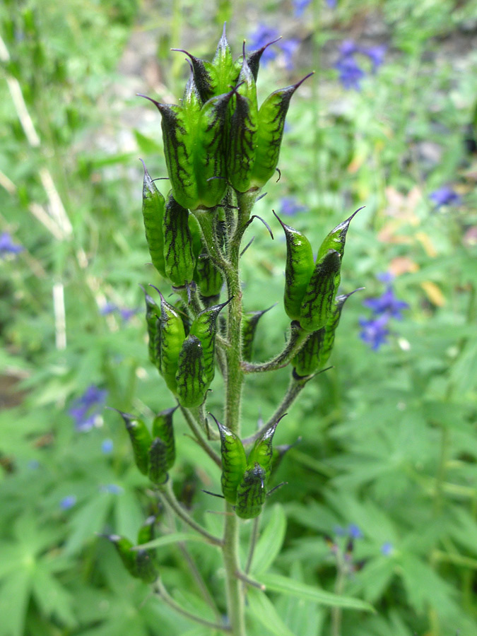 Seed pods