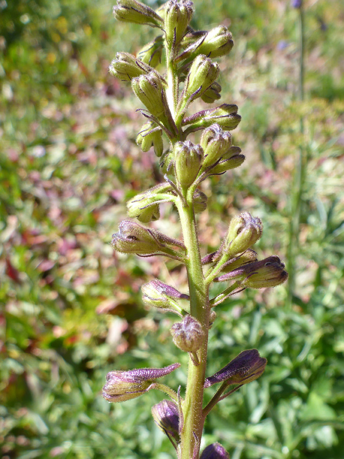 Greenish buds