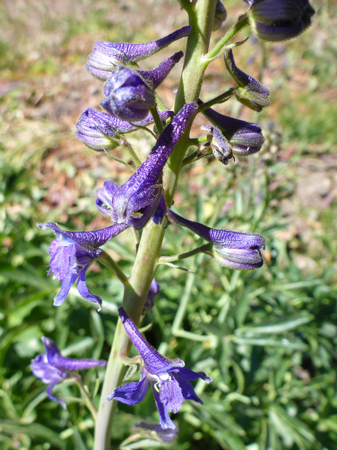 Buds and flowers