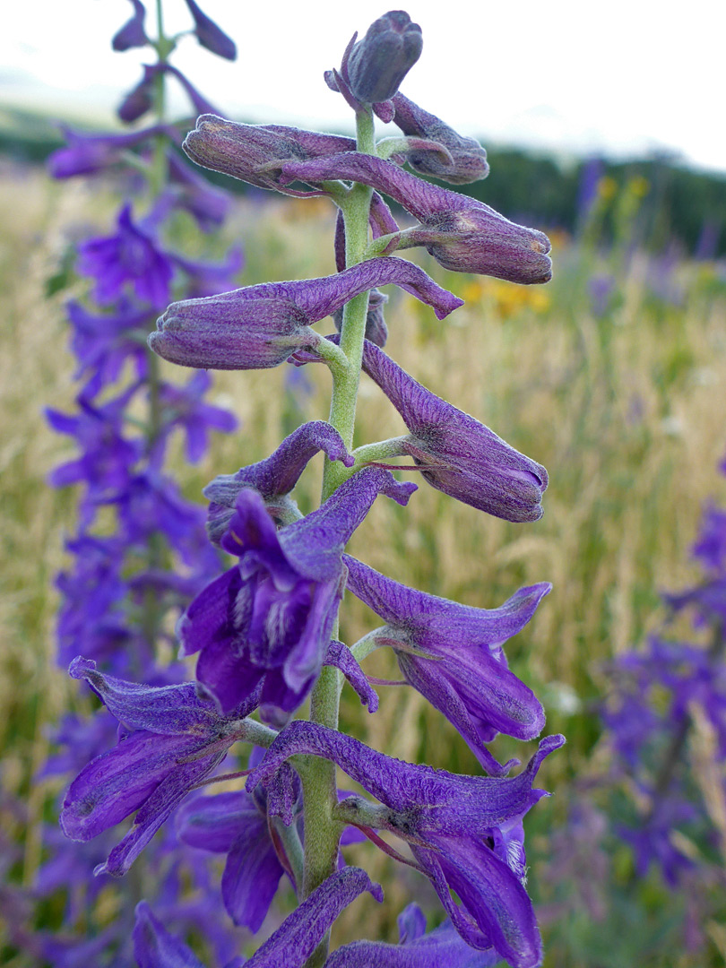 Blue-purple flowers