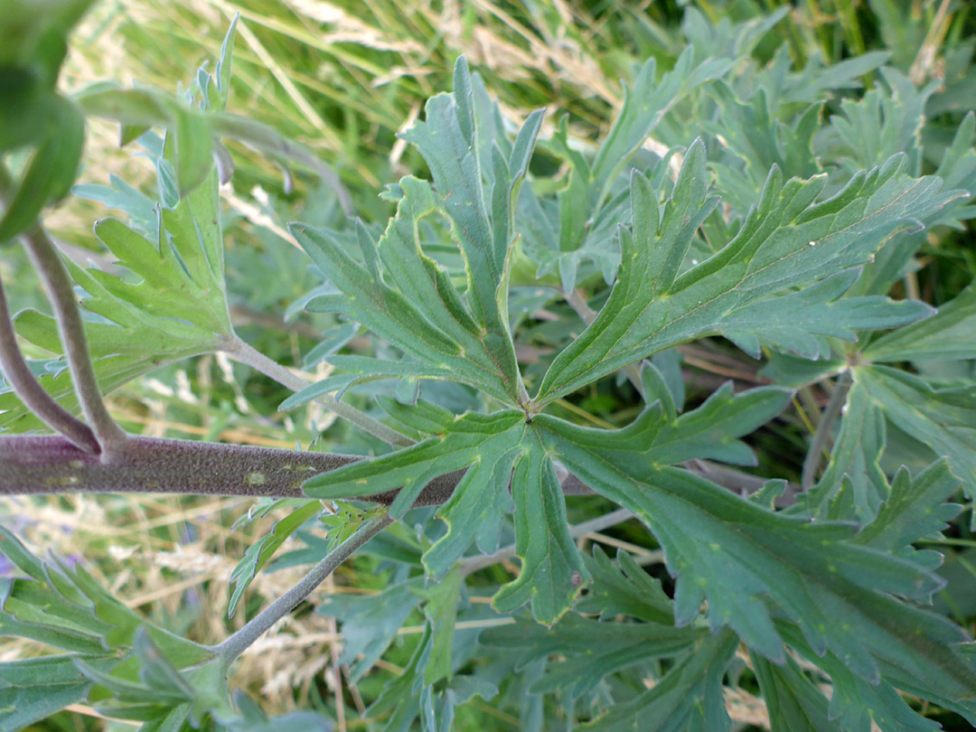 Lobed leaf