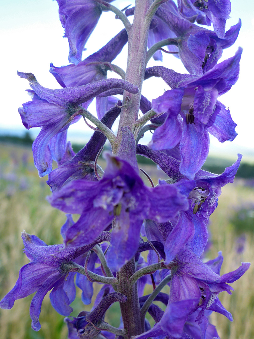 Elongated inflorescence