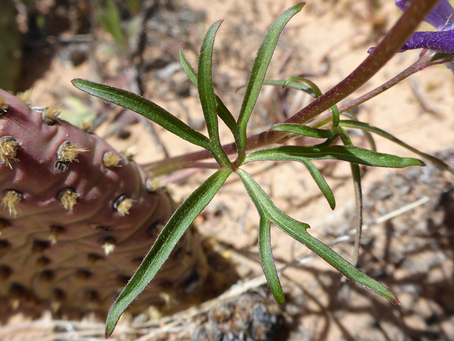 Lobed leaf