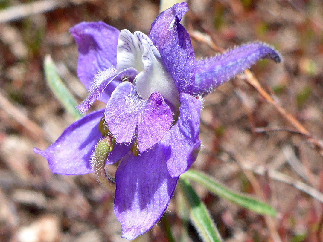 Hairy sepals