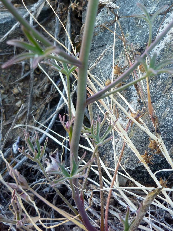 Stem and leaves