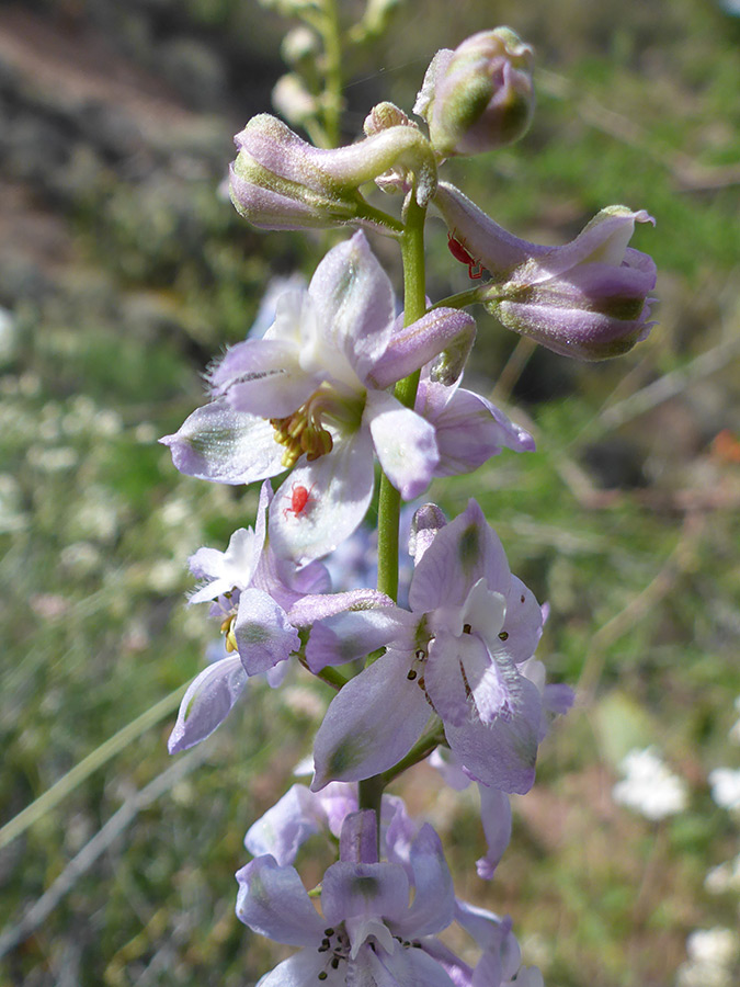 Pale purple flowers