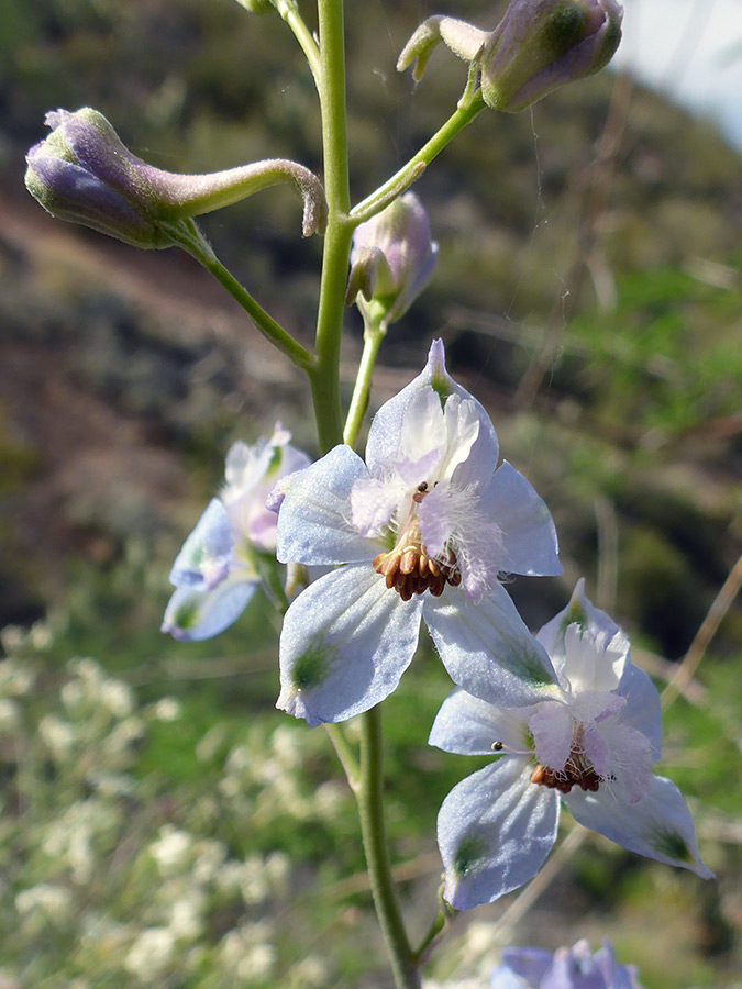 Buds and flowers